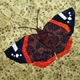 Butterflies ~ Red Admiral