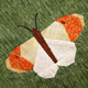 Butterflies ~ Orange Tip