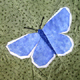 Butterflies ~ Common Blue