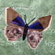 Schmetterlinge ~ Eichenzipfelfalter