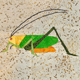 Add on ~ Grasshopper