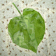Leaves ~ Lime Tree Leaf