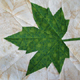 Leaves ~ Plane Leaf