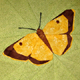 Schmetterlinge ~ Postillion