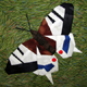 Butterflies ~Swallowtail