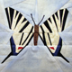 Butterflies ~ Scarce Swallowtail