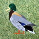 Birds ~ Mallard Duck