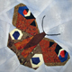 Butterflies ~ Peacock Butterfly