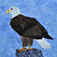 Birds ~ Bald Eagle