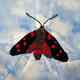 Butterflies ~ Burnet Moths