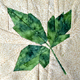 Leaves ~ Paperbark Maple Leaf
