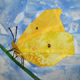 Schmetterlinge ~ Zitronenfalter