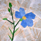 Wildflowers ~ Flax