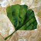 Bltter ~ Ginkgoblatt