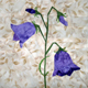 Wildflowers ~ Bellflower