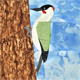 Birds ~ Green Woodpecker