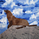 Animals ~ California Sea Lion