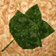 Leaves ~ Tulip Tree Leaf